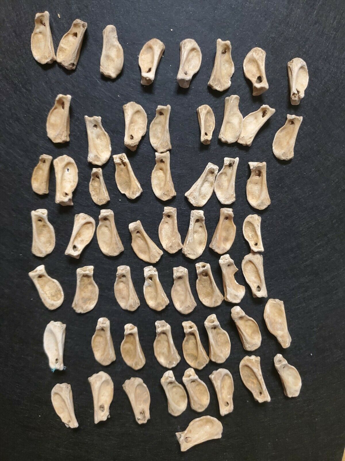 56 Turkey Wing Bone Beads Native American  Wythe Co Virginia Authentic Pre1600s