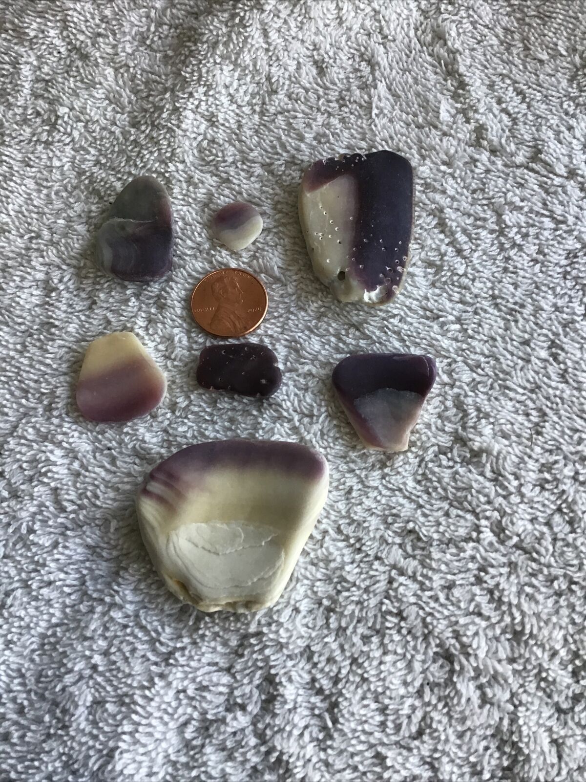 Quahog/ Wampum Shells  ~  Superior Quality Shells! 6 Native American Coins