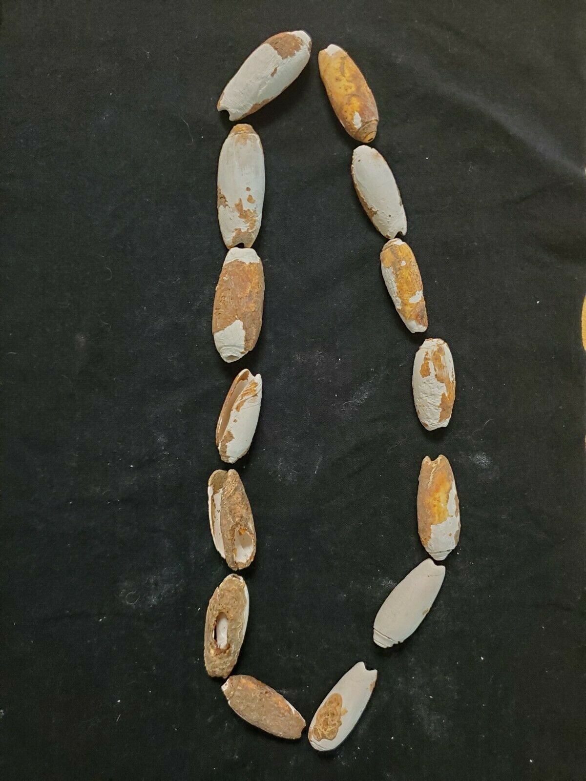 14 Large Shell Beads Native American Wythe County Virginia